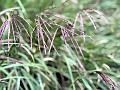 Nilgiri Bluestem Grass